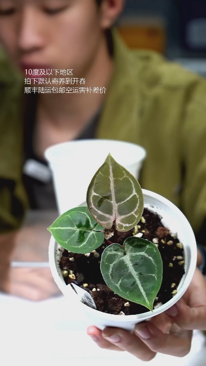 完全开放039-澳霍*红华红铜 02