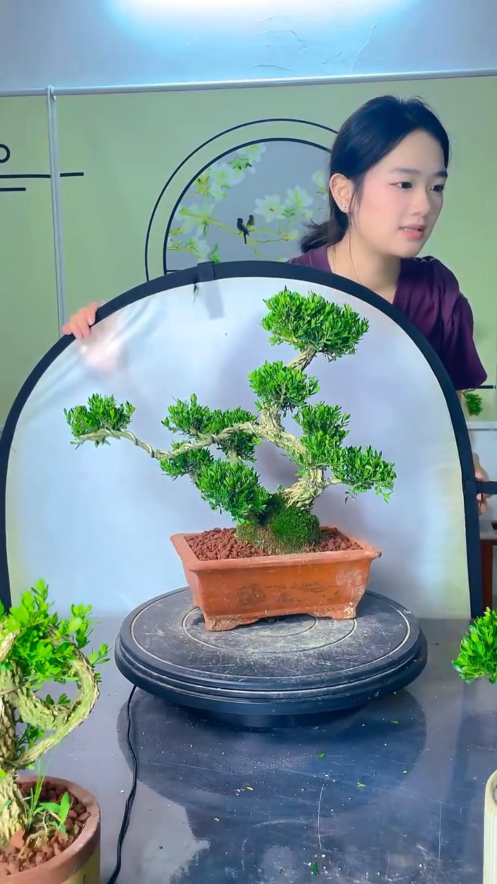 胶带广东雀舌高端黄杨