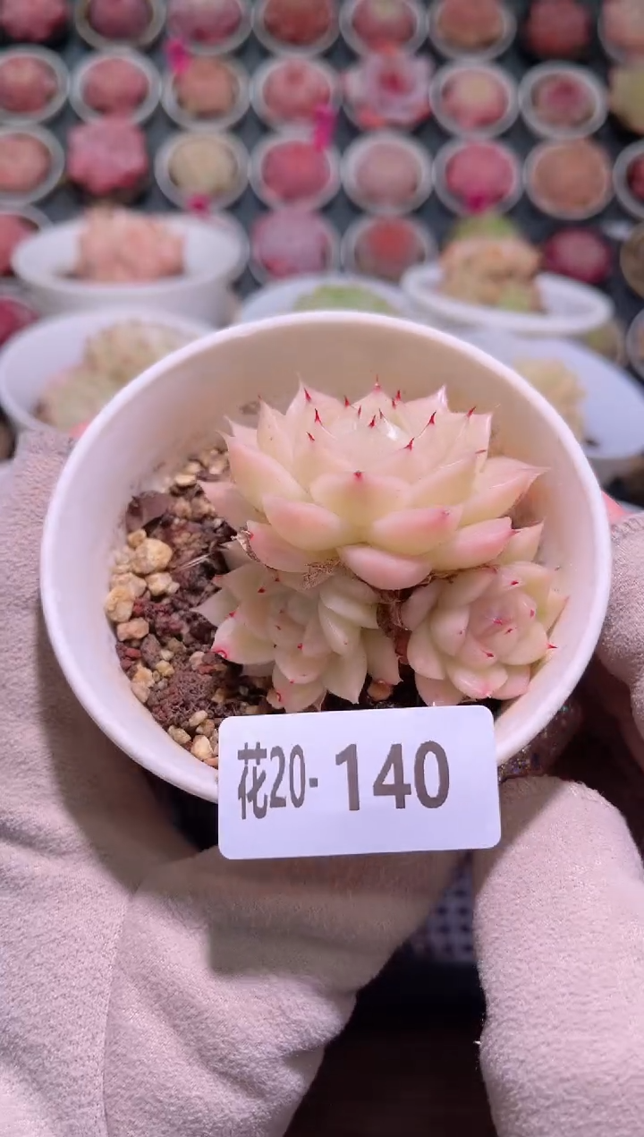 【闪购商品】20-140麦秆