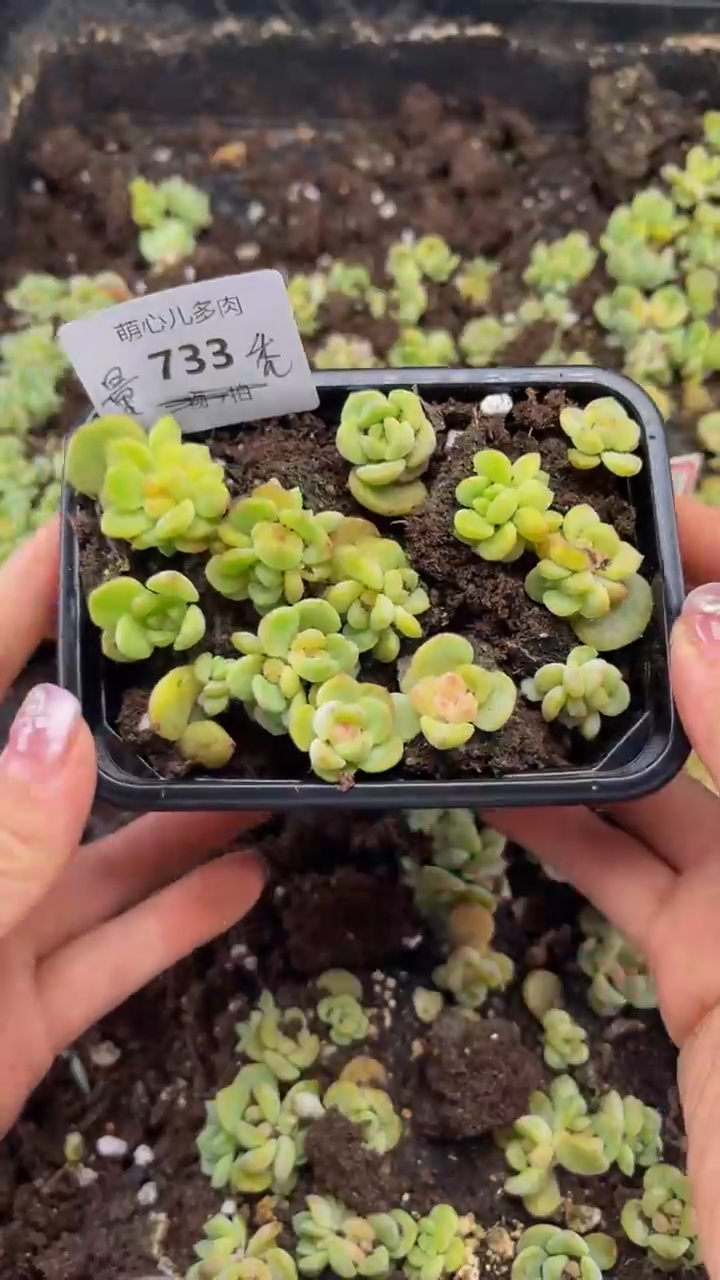 733 秃子切糕多肉植物