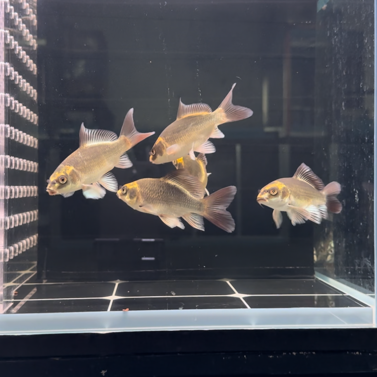 观赏鱼，精品熊猫蝴蝶鲤