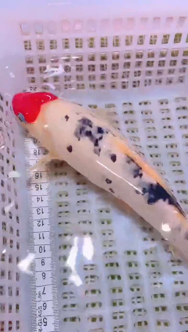 锦鲤冷水观赏鱼全场包邮35