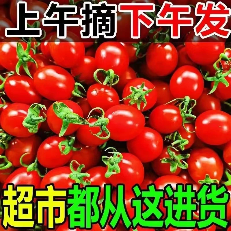 云南新鲜现摘自然成熟酸甜可口小番茄圣女果当季水果