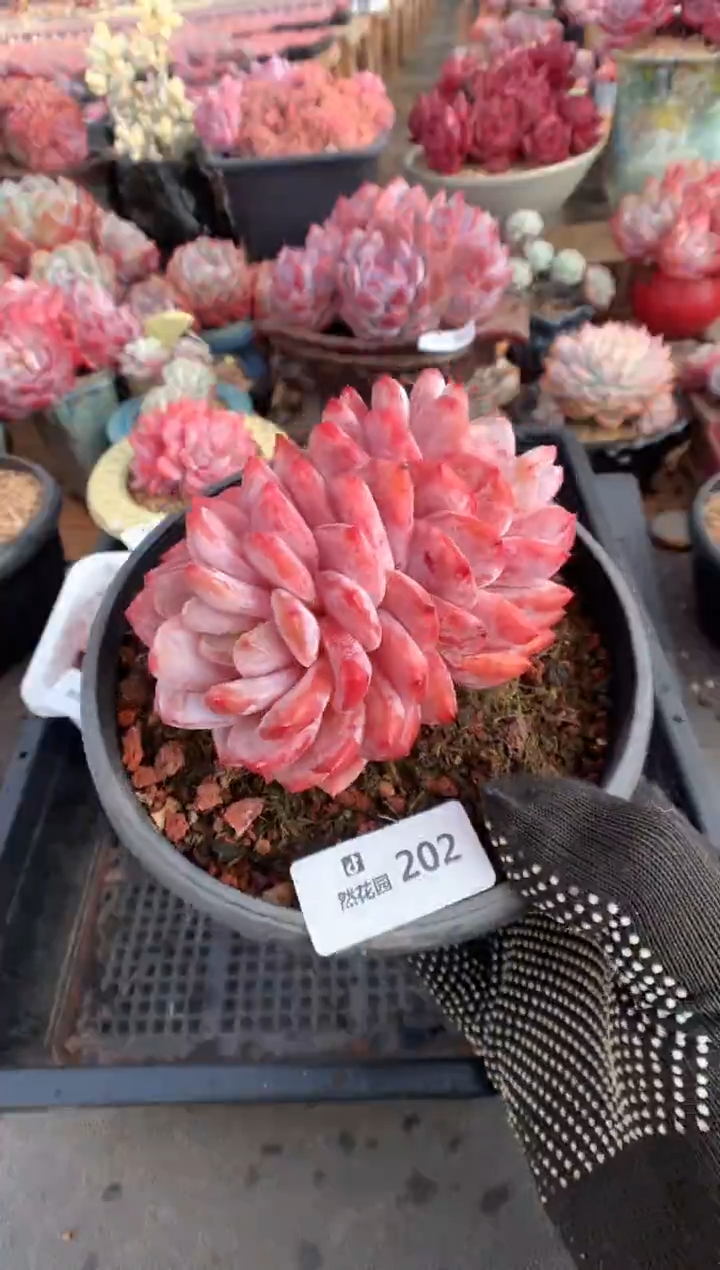 202韩橙多肉植物一物一拍