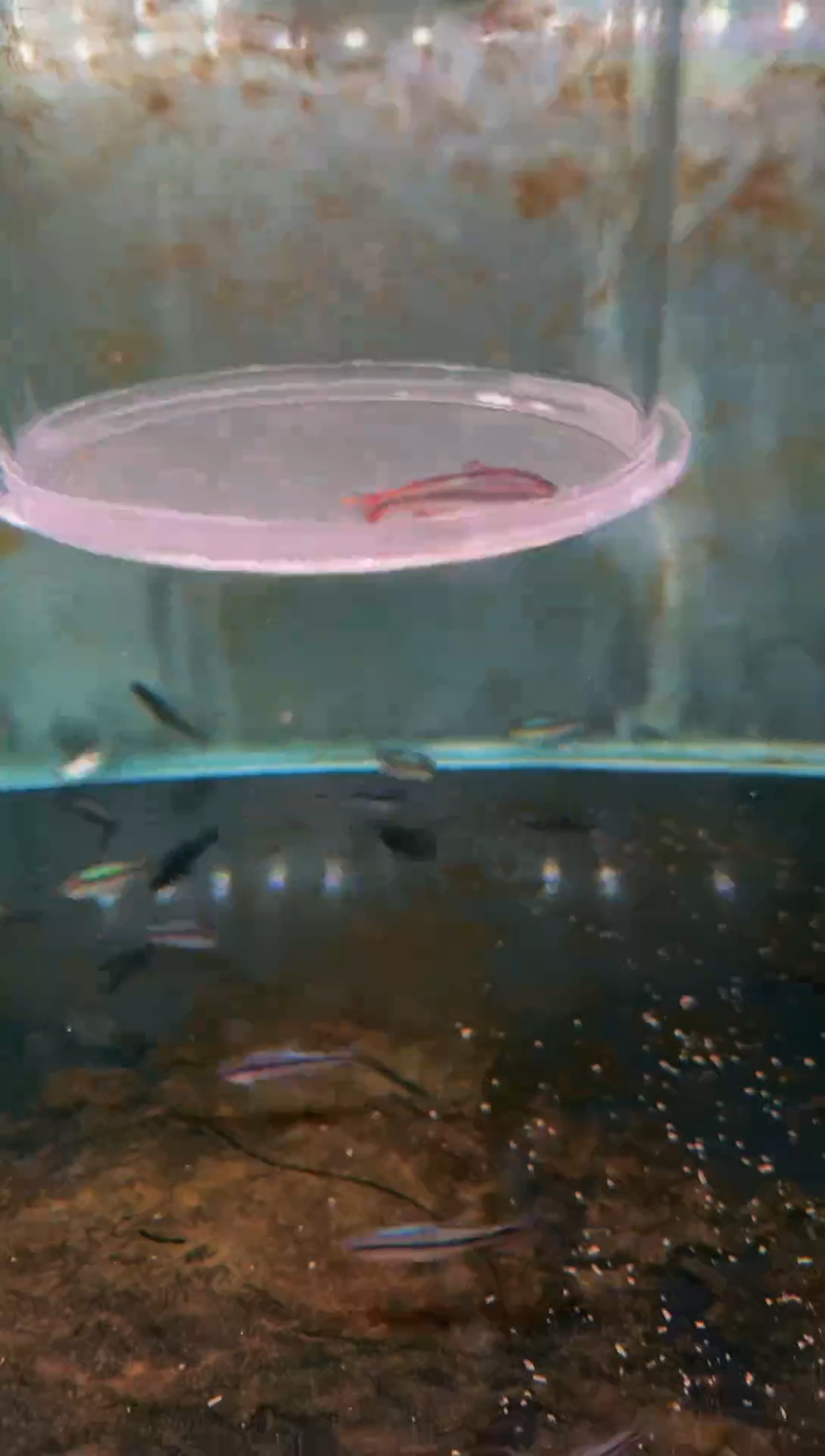 灯科鱼新流域缎带*1（嘴巴微瑕）