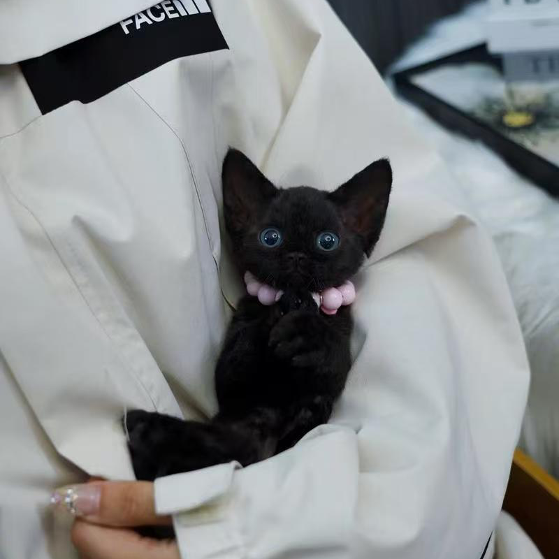 【君君的德文猫】精品猫咪链接