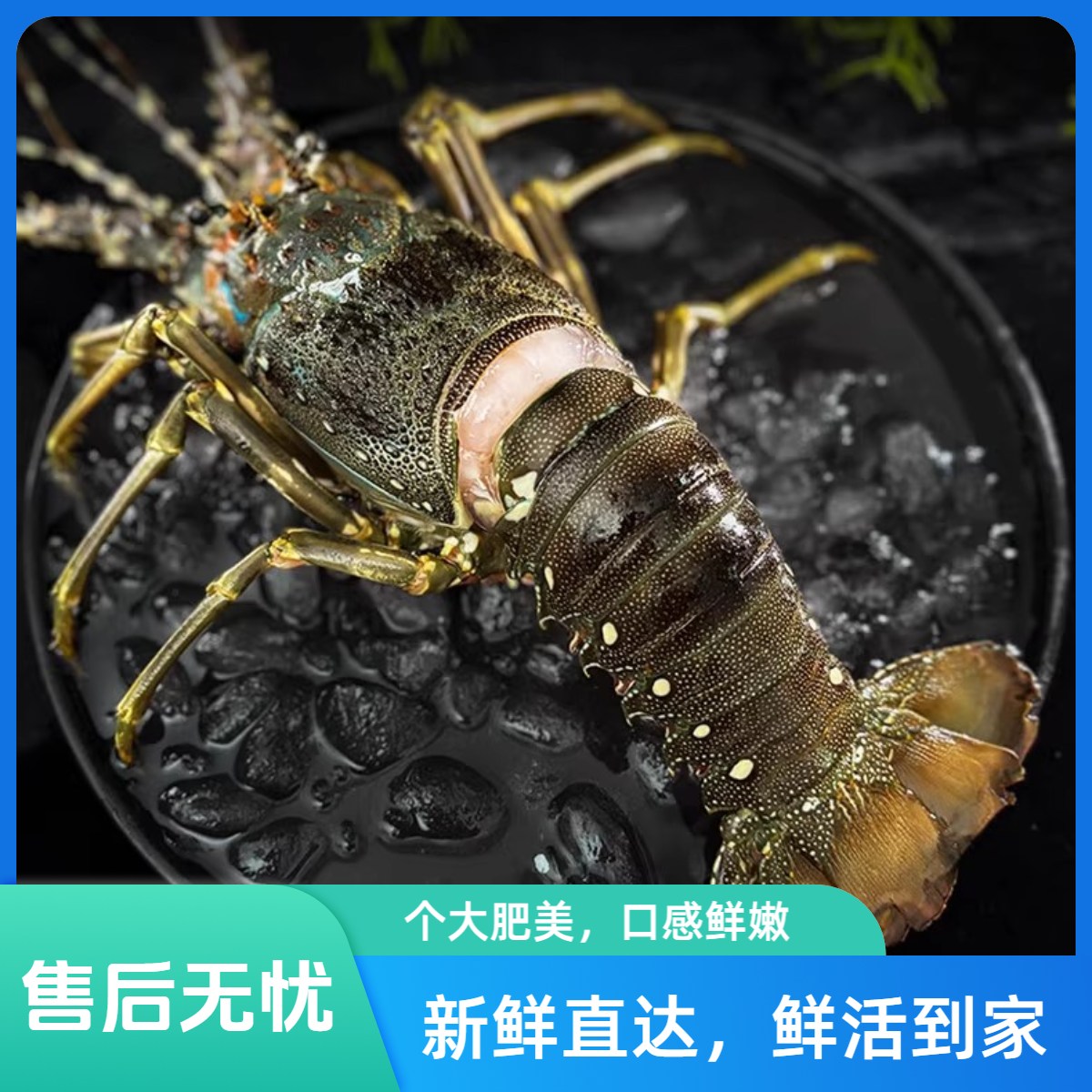 【鲜活次日达】约350g1只鲜活小青龙虾超大特大海虾海鲜水产青龙顺