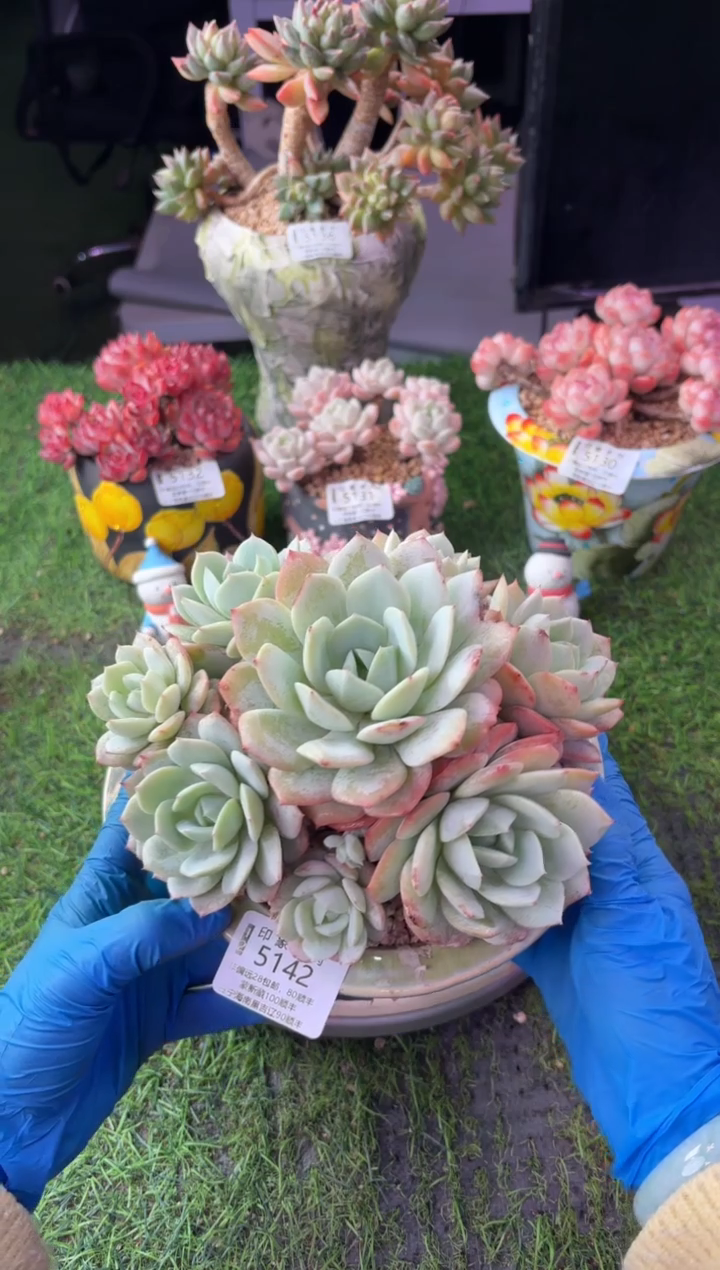 昆明印象多肉5142