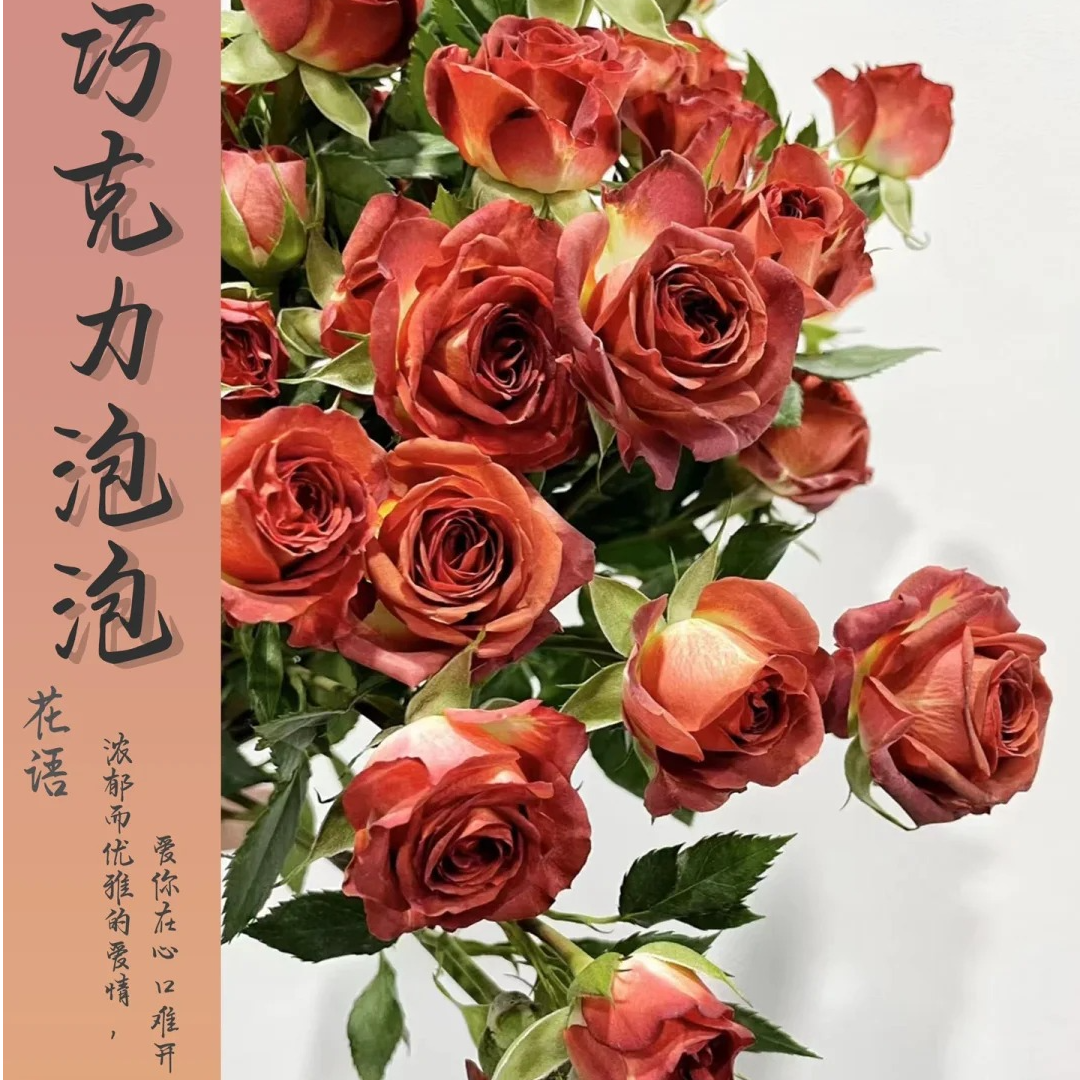 x【巧克力泡泡】雪姐专属  一单中通 两单顺丰/德邦+保鲜剂5包+配草