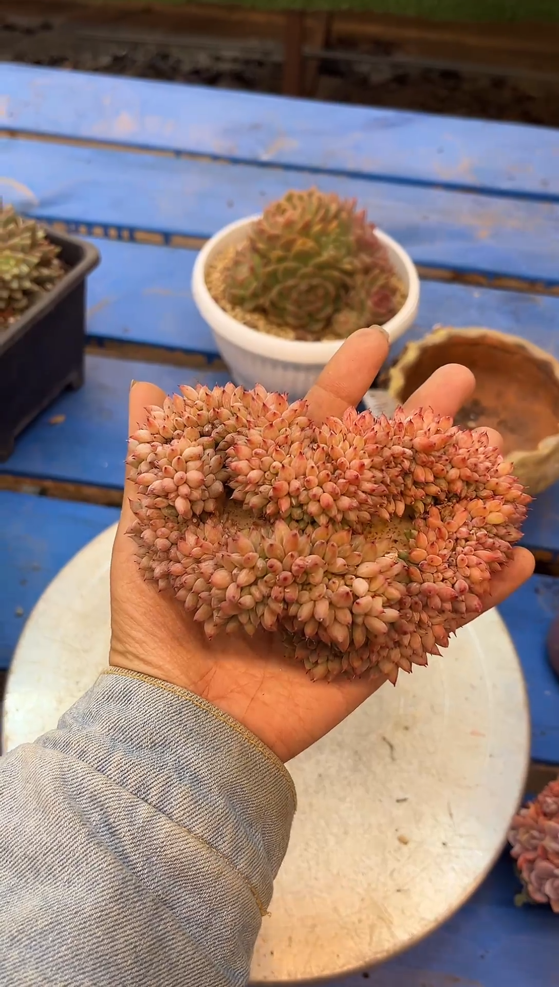 胖丁缀 满20包邮发货