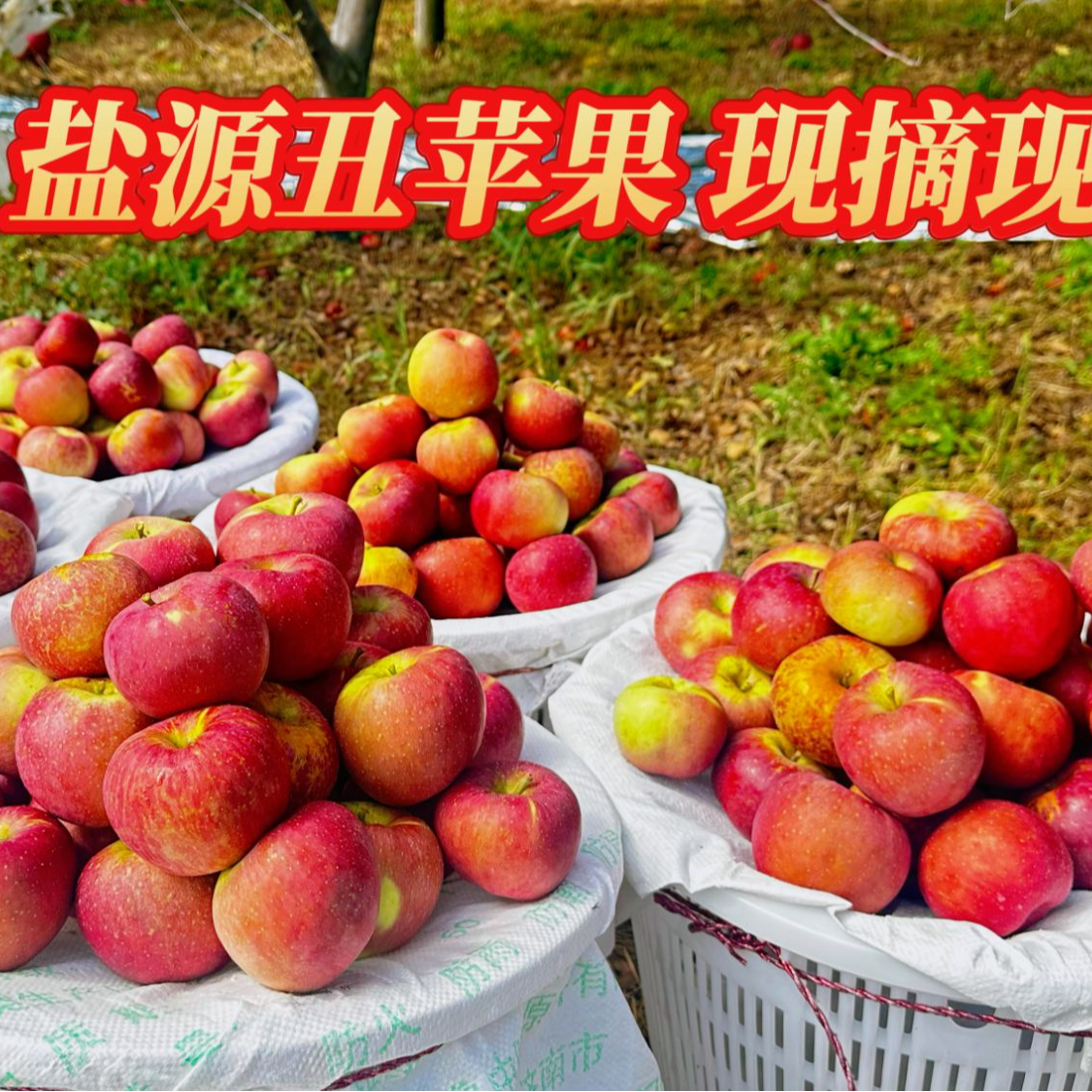 大凉山盐源富士丑苹果嘎嘎脆甜四川省