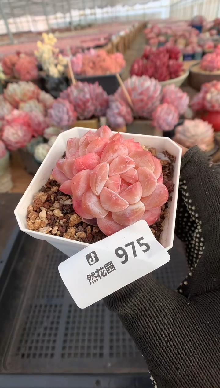 975冰魄多肉植物一物一拍
