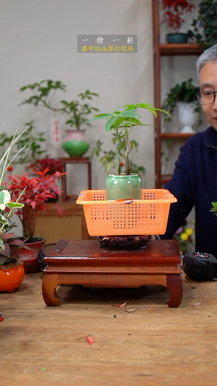 完全开放电****?136发财树