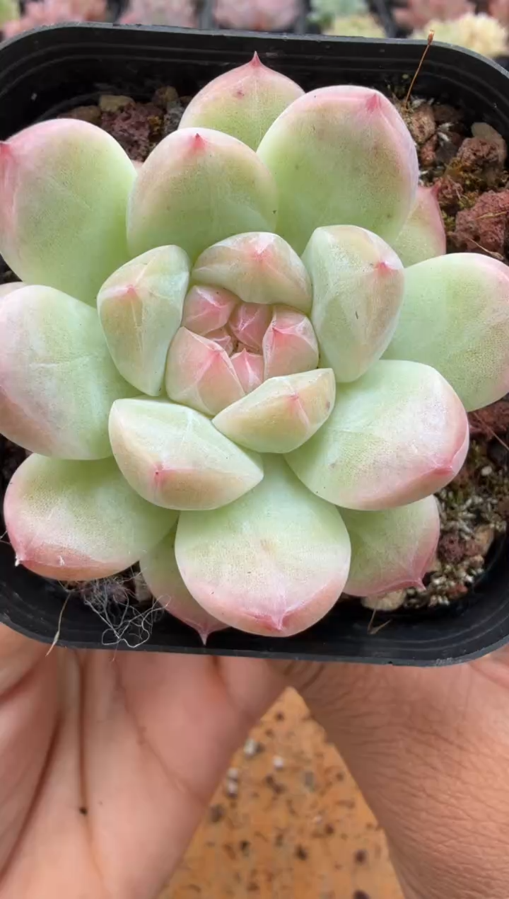 东云多肉园二店-185