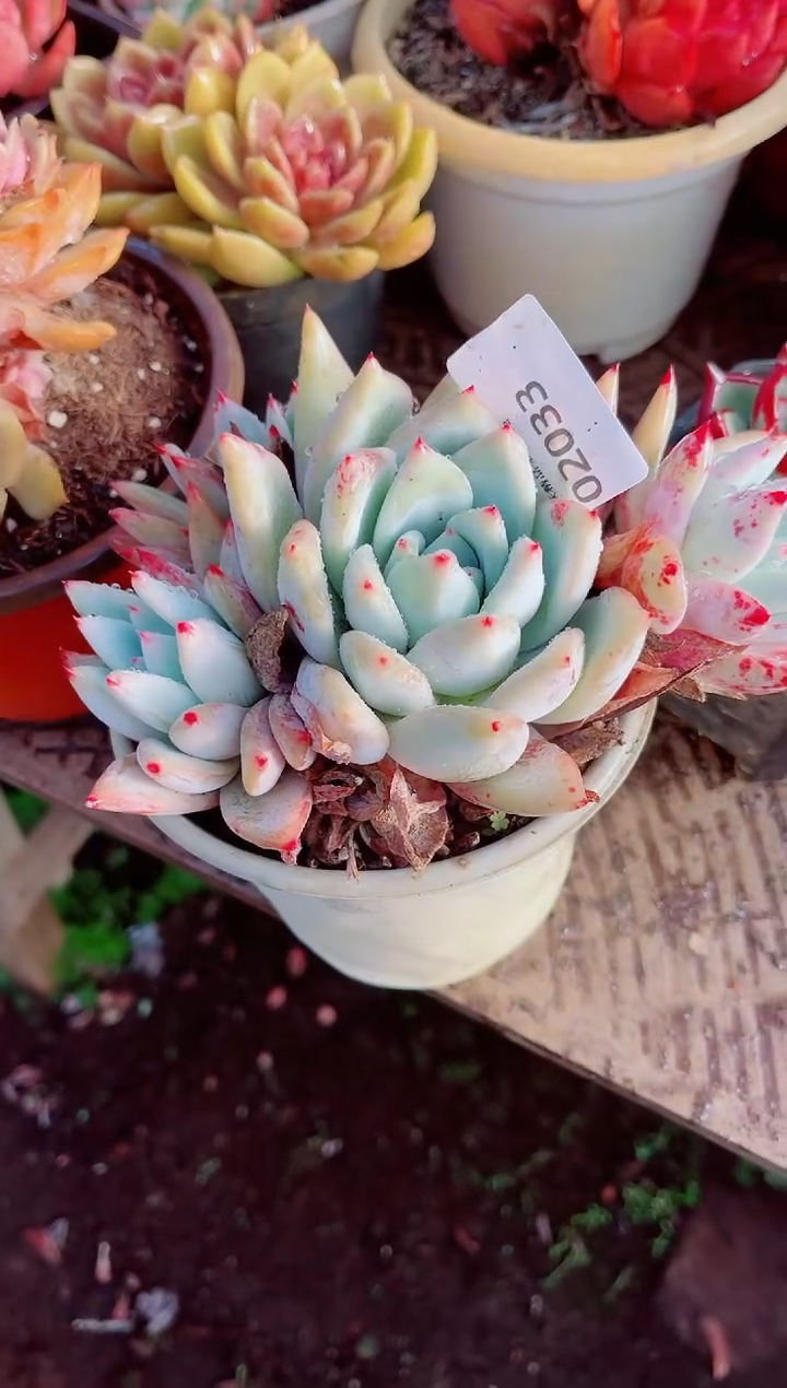 舞**月跃跃精品多肉02033