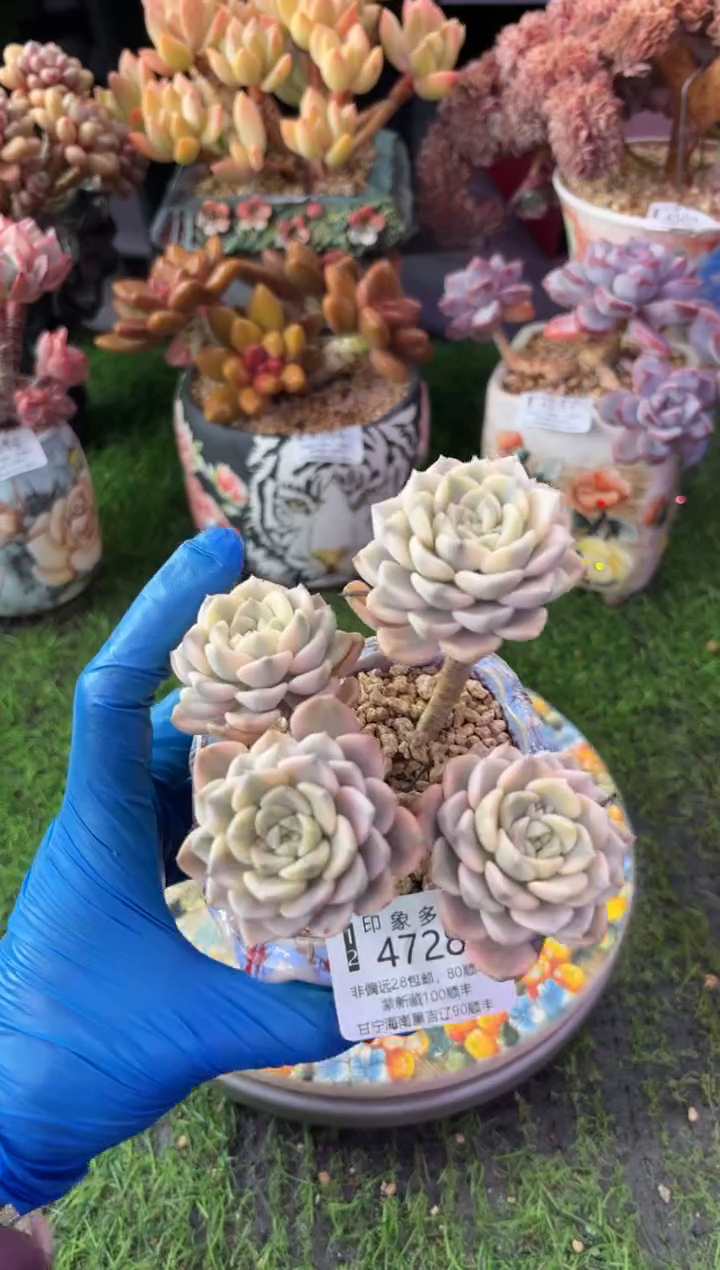 昆明印象多肉4728