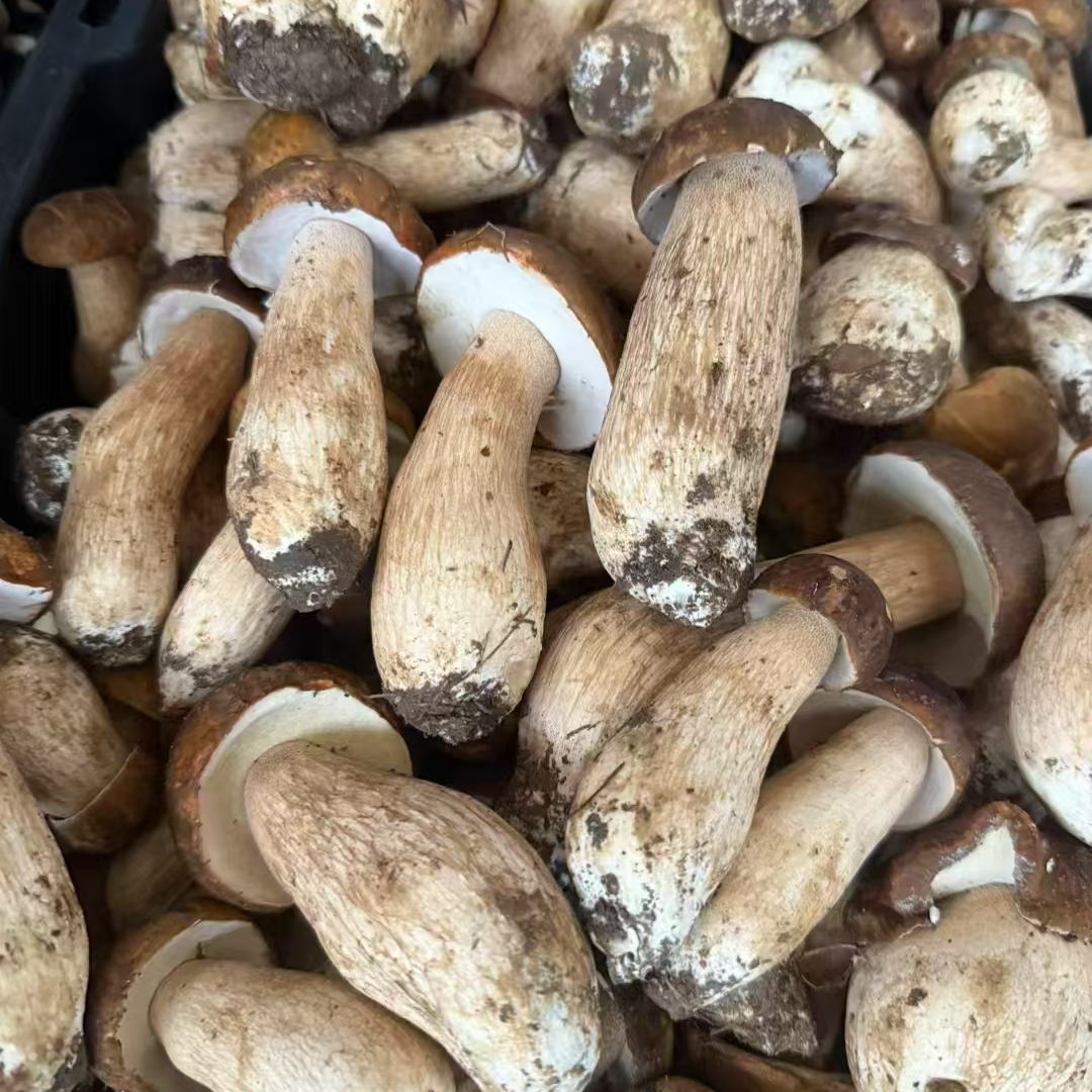 捡漏白牛肝菌 云南野生菌