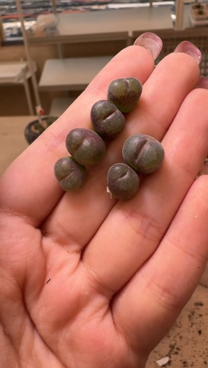 美丽的肉石头9.1-133z848