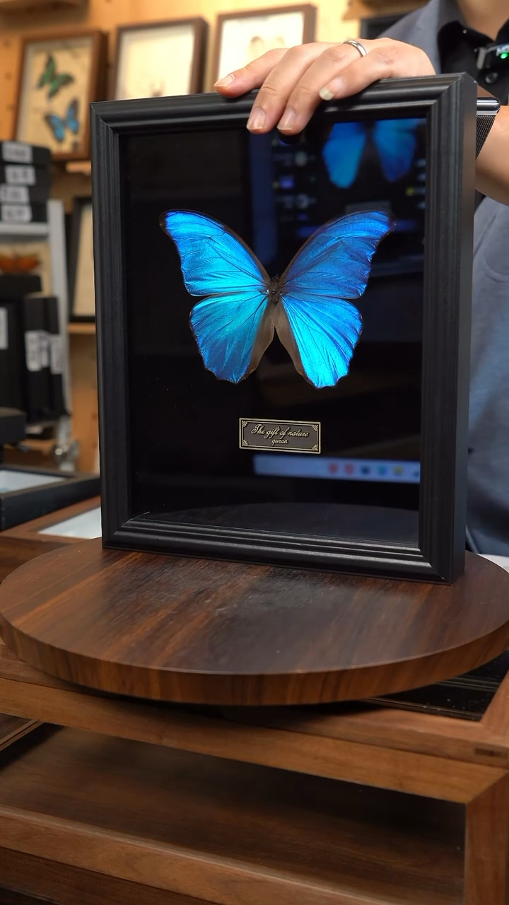 大蓝闪蝶黑绒底版10寸欧式框（带证书）