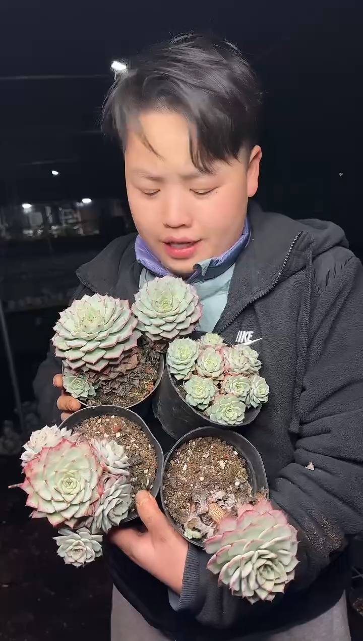 单头起青鸾4颗 4.99