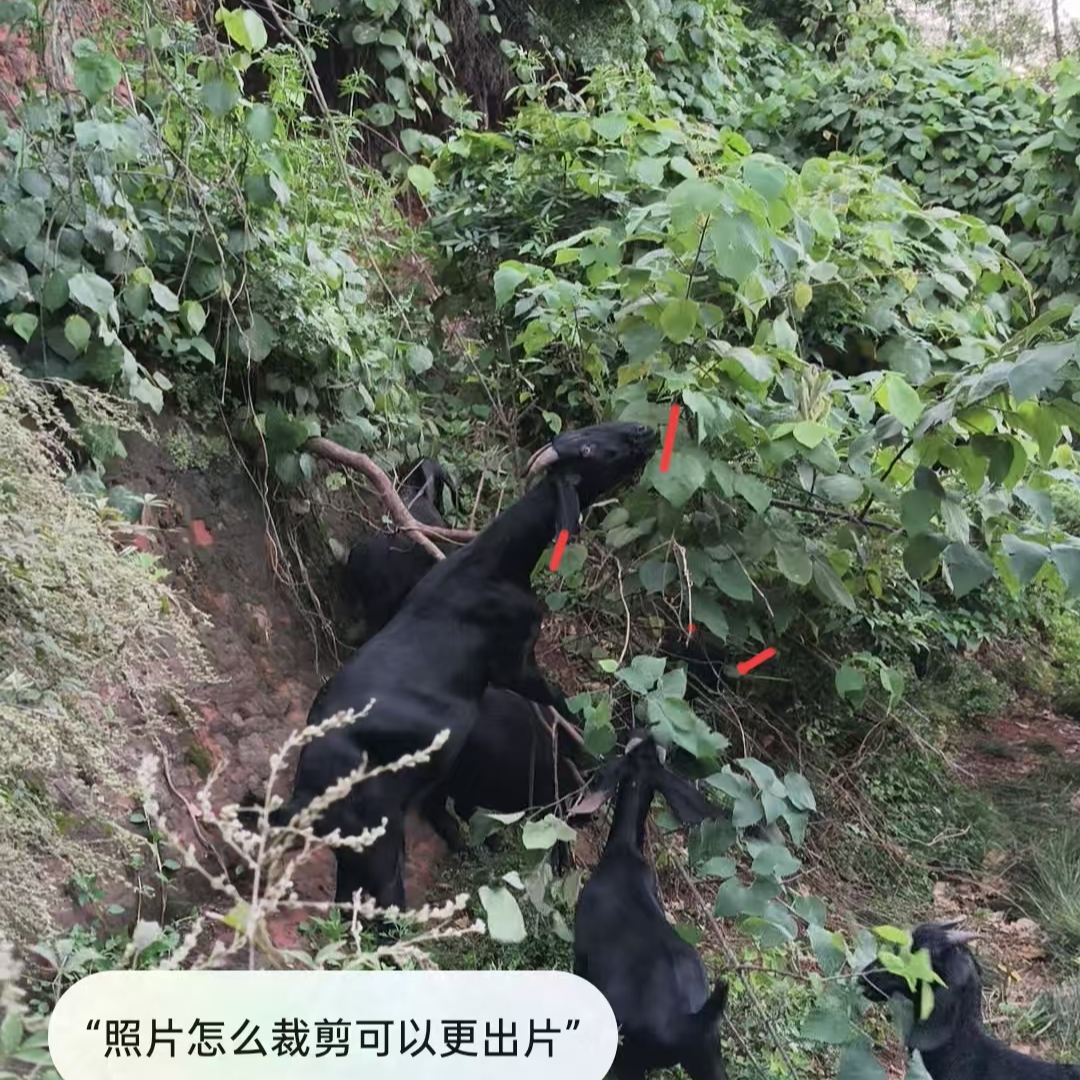 肉羊黑山羊羊肉现切