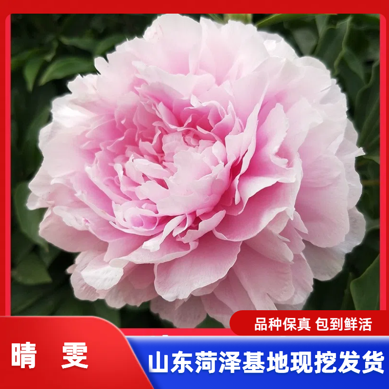 《晴雯》菏泽基地大花重瓣芍药花好养耐活