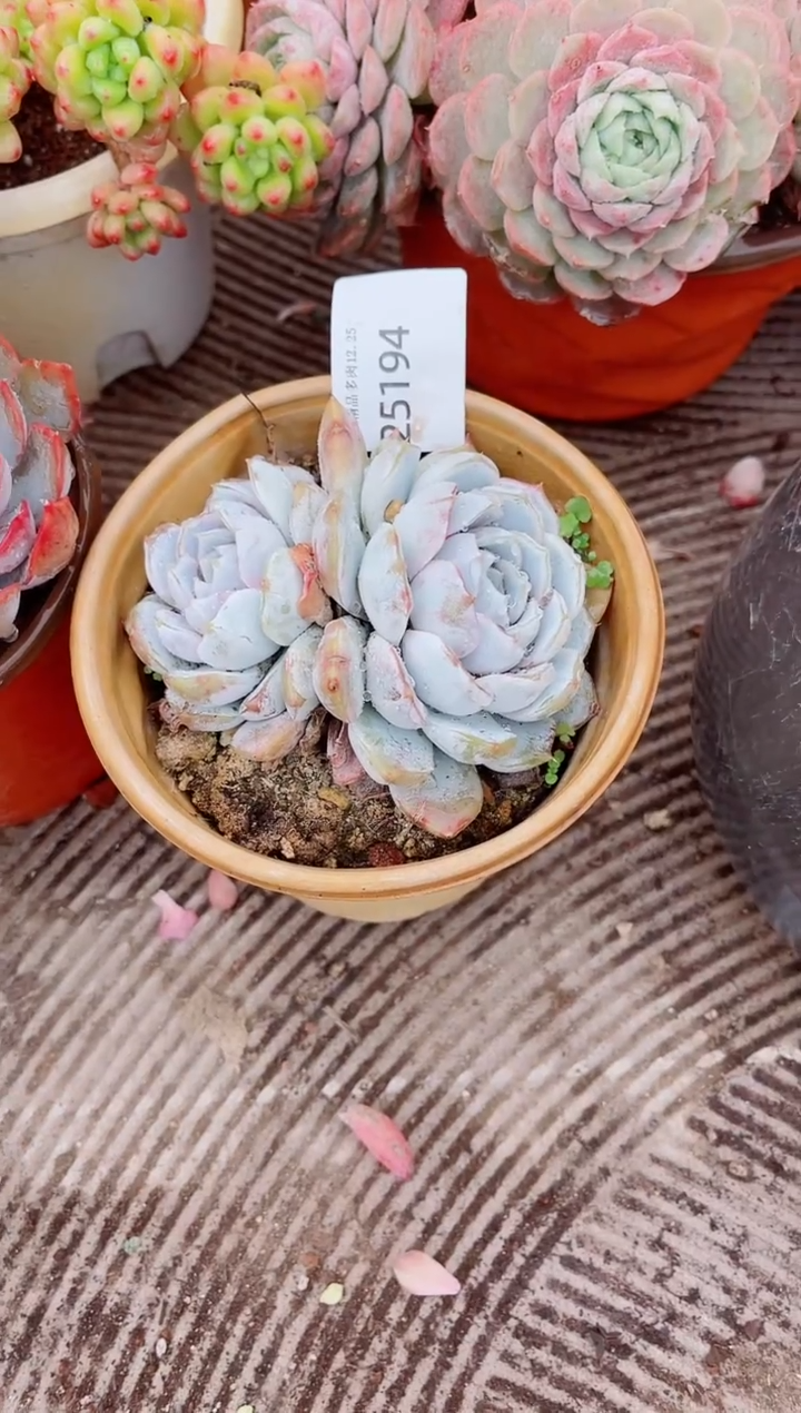 夏**风跃跃精品多肉25194