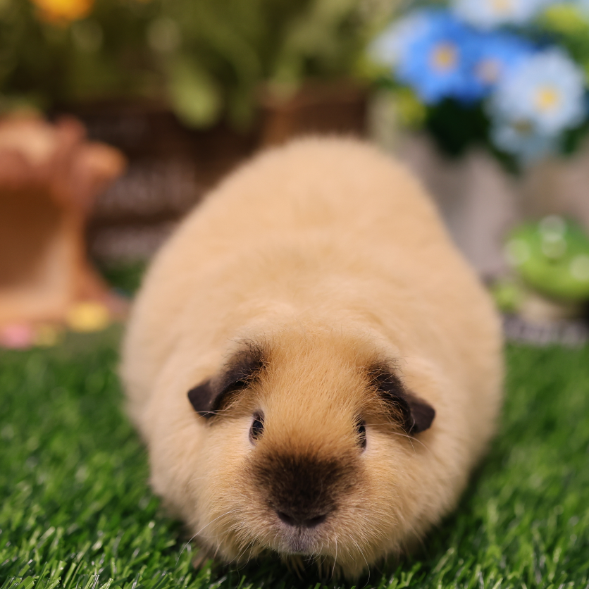 可选多种价格一物一拍荷兰猪活体顺丰包邮