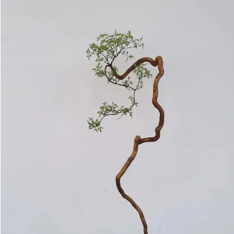 杂木盆景素材（链接图片仅供参考、实际造型以直播间为准）
