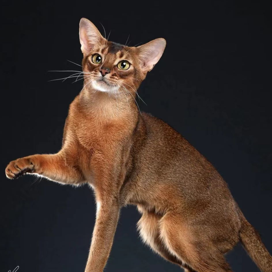 【阿比cat幼稚园】精品阿比西尼亚猫