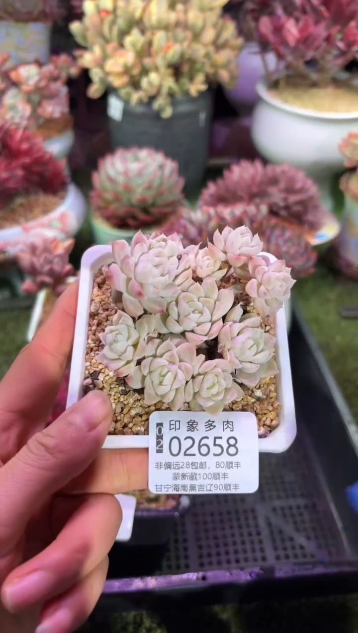 【闪购商品】02658