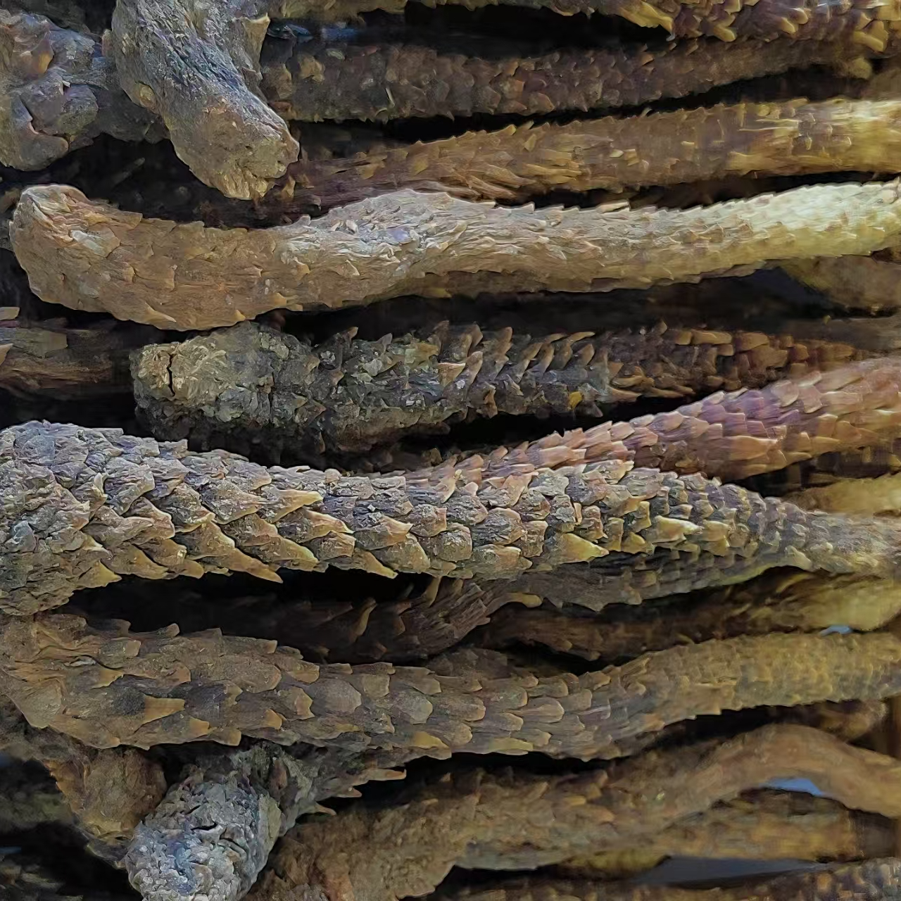 芫一堂正宗新疆整根荒漠肉苁蓉人工种植泡酒佳品