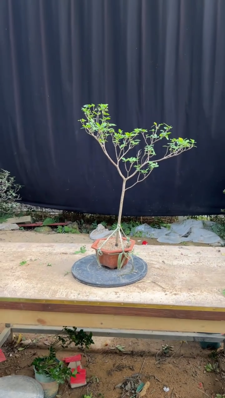 无花朵福*海岛栀子花