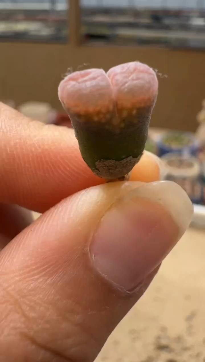 多肉植物肉锥5-89