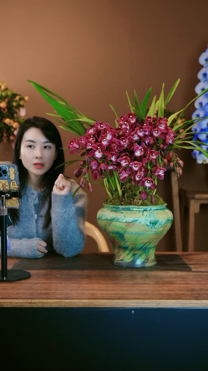 【闪购商品】盆景紫葡萄 绿