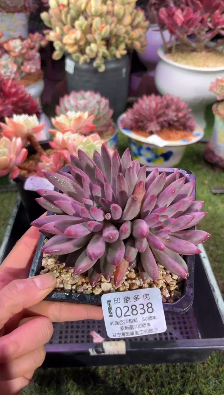 【闪购商品】02838