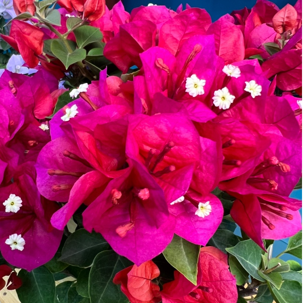 中国红三角梅盆栽四季开花耐热好养适合庭院阳台绿植