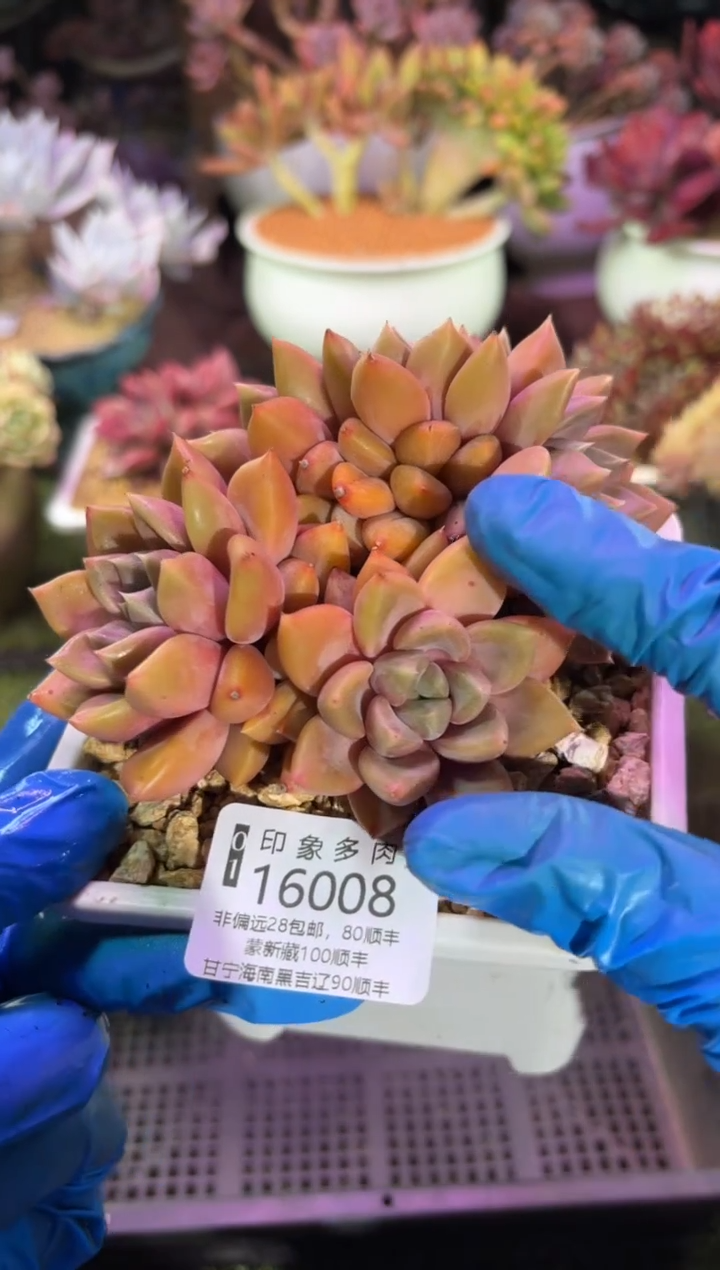 【闪购商品】16008