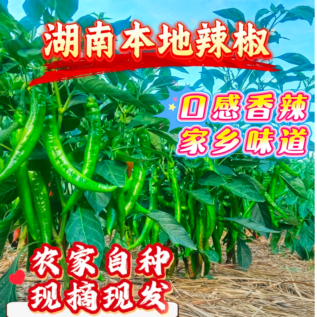 湖南耒阳本地农家露天种植头茬辣椒薄皮软嫩辣味十足！