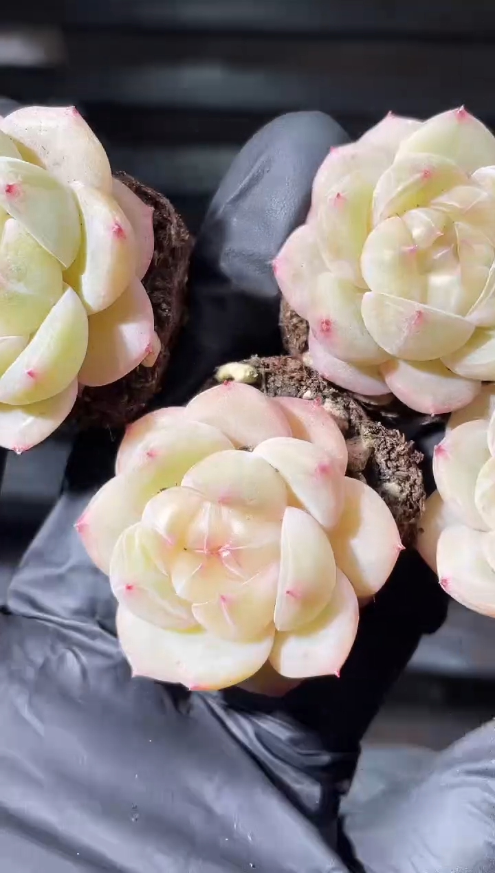 28-15斗鱼弹珠2-3厘米量拍发一颗