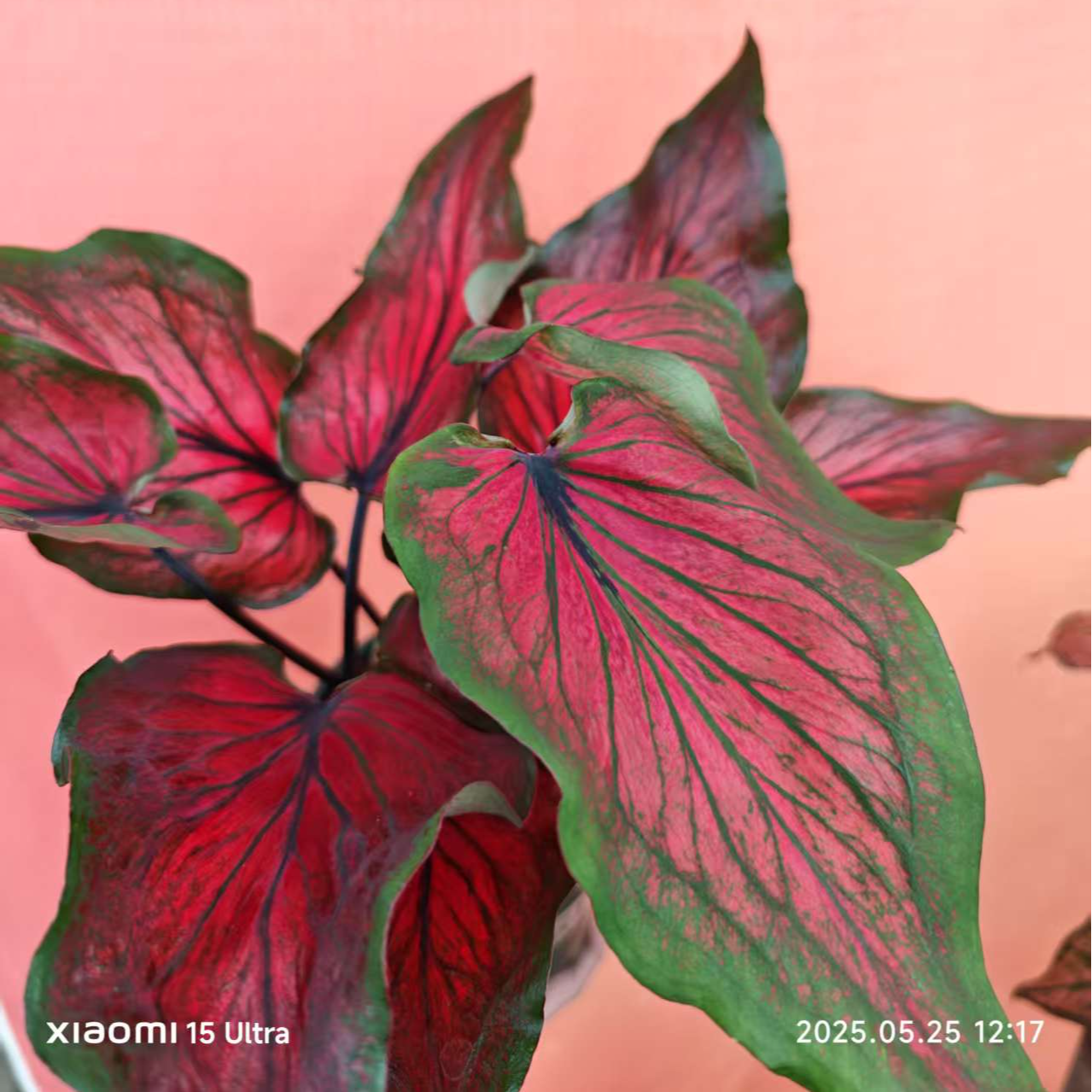 【龙之心】迷你型桌面级彩叶芋小苗盆栽