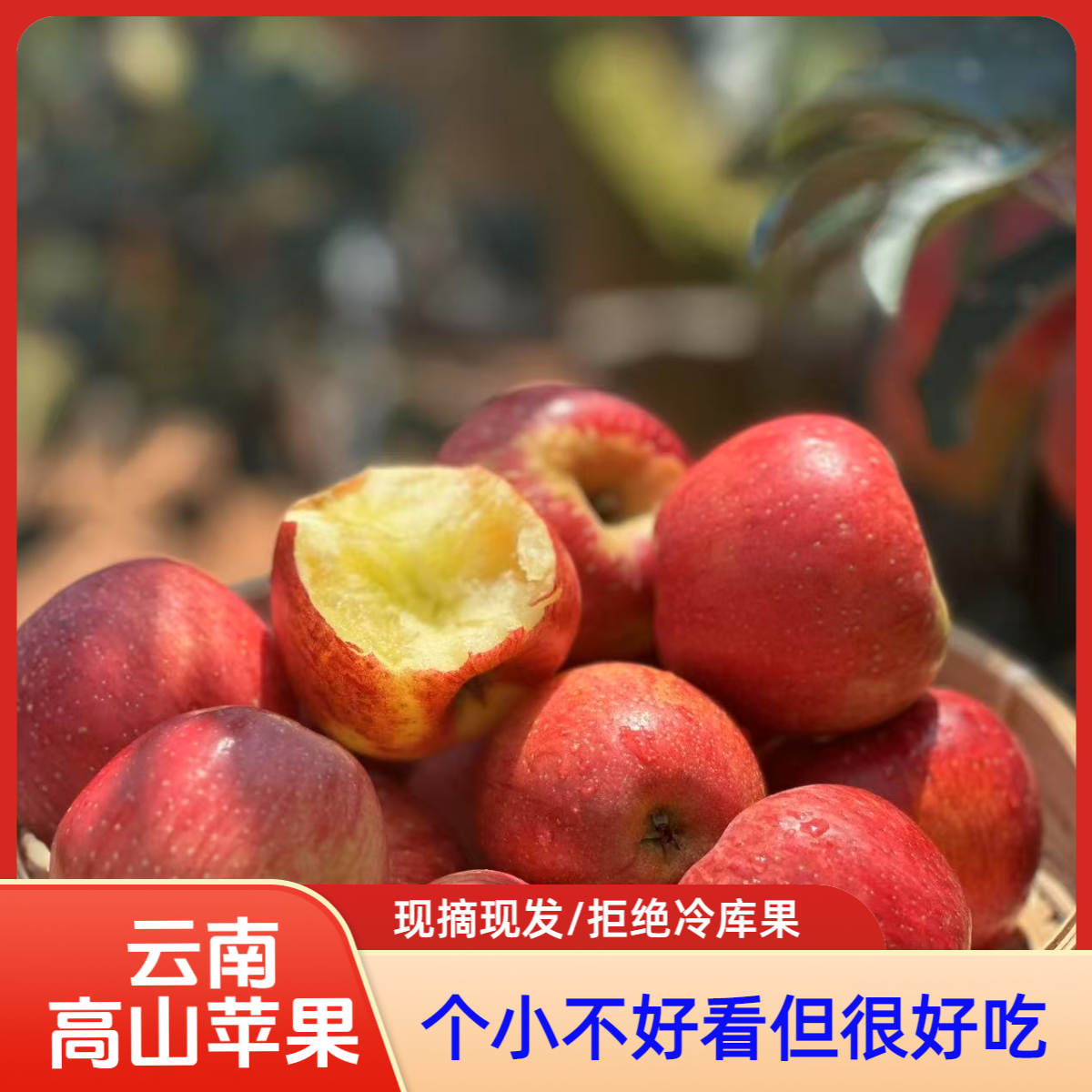 云南昭通丑苹果（2001）脆甜多汁新鲜应季水果现摘现发坏果包赔