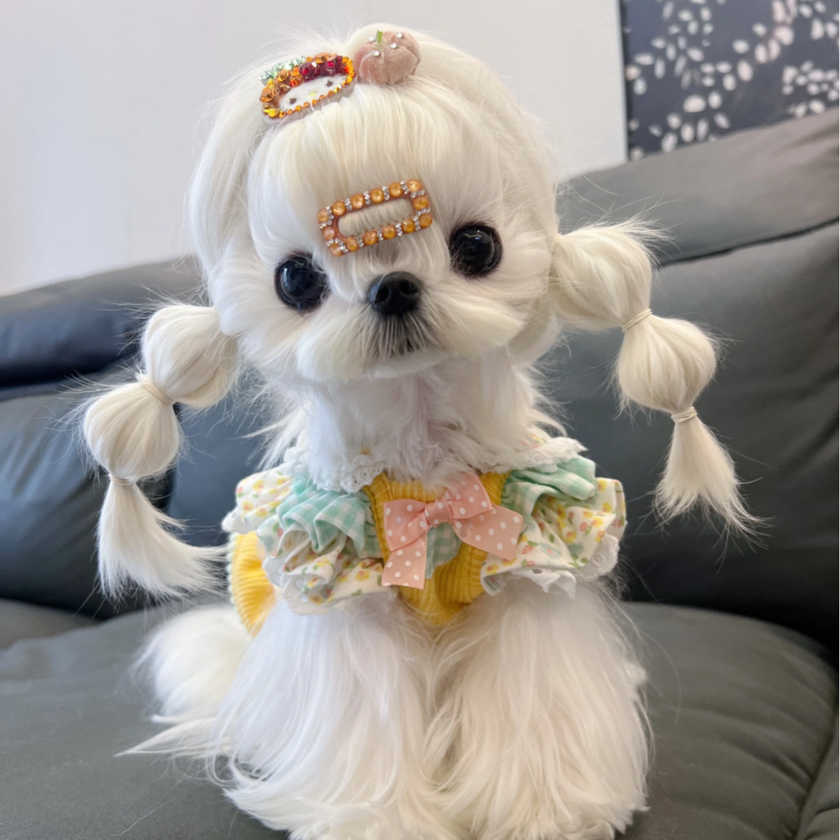【阿汤奢宠】马尔济斯高端狗狗幼犬纯种小体宠物狗狗