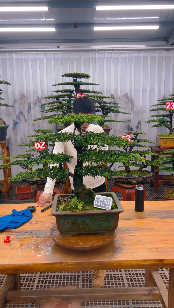 【闪购商品】紫砂精品盆景直播间一物一拍