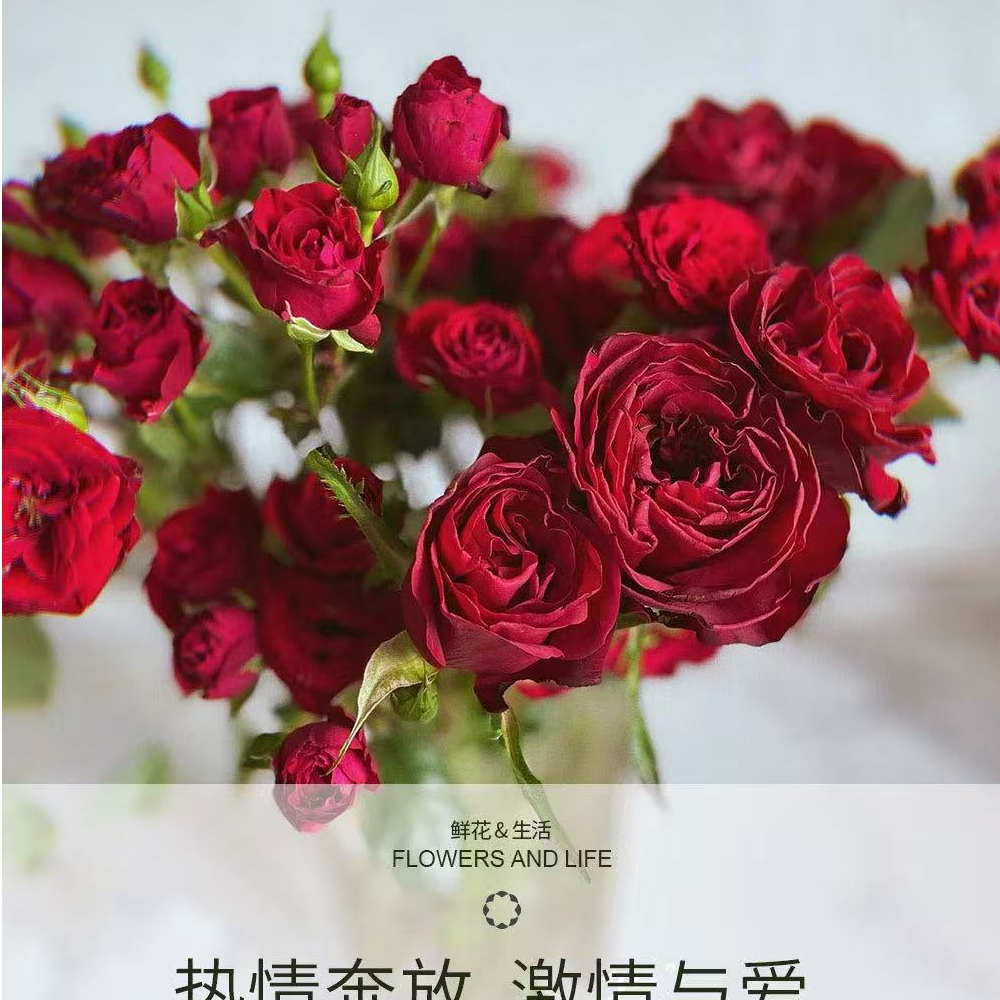 花無凡【猩红泡泡多头玫瑰10支】【3单送配草，5单送配花】
