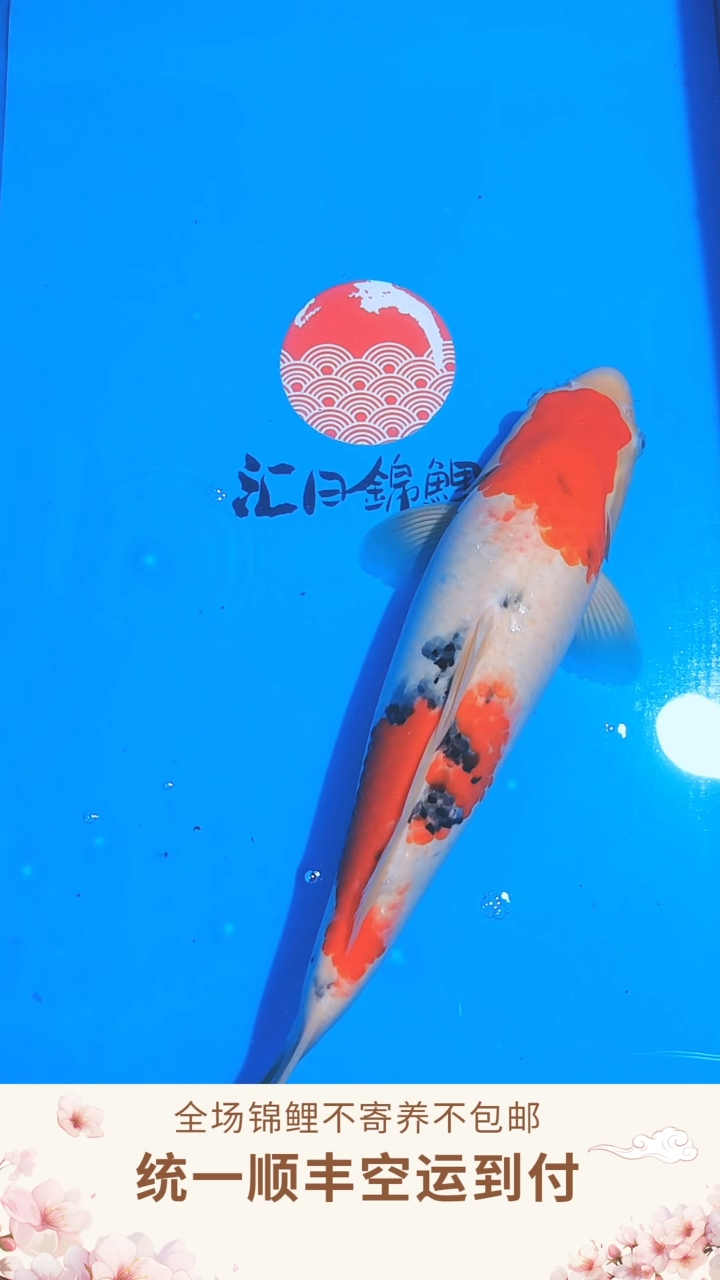 锦鲤阪井大正--001（顺丰空运到付）