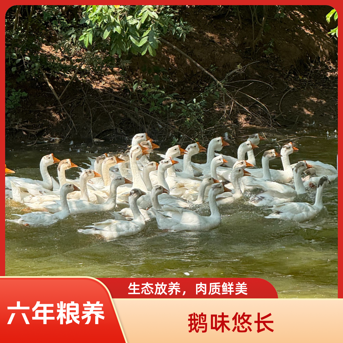 林地散养大鹅纯天然散养纯粮食喂养