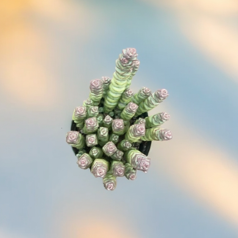 新手好养带盆土钱串多肉植物适合阳台种植
