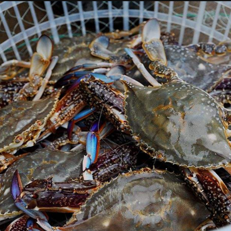 【保鲜不保活】精品足黄母蟹3-5斤（3-5两一只）掉抓正常 介意勿拍