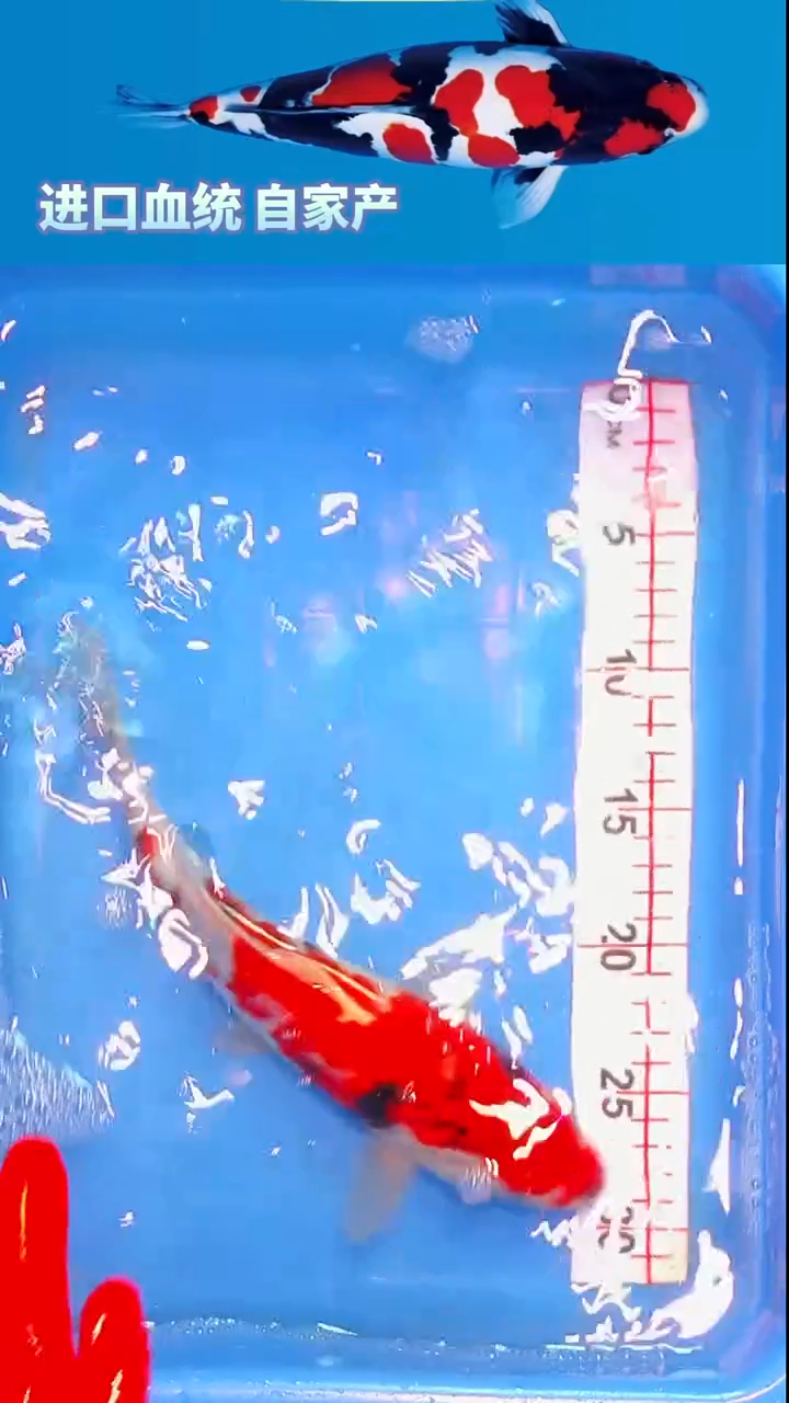 锦鲤福鲤源精选锦鲤--14